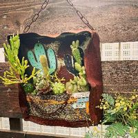 オウゴンチュウ (黄金紐),ウチワサボテン,リプサリス 青柳,大和錦,多肉植物の画像