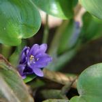 水田雑草の一覧 Greensnap グリーンスナップ