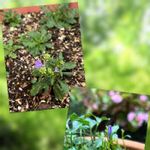 ベルフラワーの一覧 Greensnap グリーンスナップ