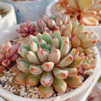 多肉植物 カワイイ紅葉コンビ♡フーケリー とチョコレートボール