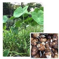 里芋 サトイモ の育て方 栽培 種芋の植え付け時期 植え方は 芽出しのコツは Greensnap グリーンスナップ