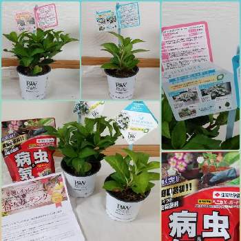 宿根草の芽生えと成長 Greensnap グリーンスナップ