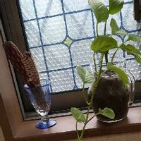 ポトスライム,ラベンダー グロッソ,観葉植物,ドライフラワー,北側の窓辺の画像