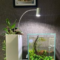 スパティフィラムの育て方 植え替えや株分けのやり方は 花が終わったら Greensnap グリーンスナップ