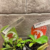 ハエトリソウ ハエトリグサ の育て方 捕食の仕組みや餌は 植え替え方法は Greensnap グリーンスナップ ハエトリソウ ハエトリグサ の育て方 捕食の仕組みや餌は 植え替え方法は Greensnap グリーンスナップ