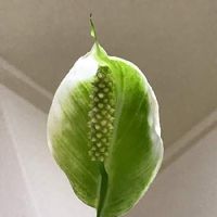 スパティフィラムの育て方 植え替えや株分けのやり方は 花が終わったら Greensnap グリーンスナップ