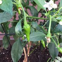 ししとう,プランター野菜,小さな庭の画像