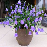 イワシャジン,青い花マニア,美しく青きドヨウ,チーム・ブルー,毎月8日は鉢の日の画像