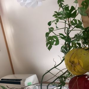シダ,ヒメモンステラ,シダ植物,癒し,プラントハンガーの画像