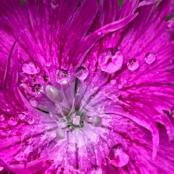 ショッキングピンクの一覧 Greensnap グリーンスナップ