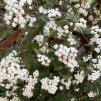 ユーパトリウム,ユーパトリューム チョコラータ,柊（ひいらぎ）,白って綺麗だねの画像