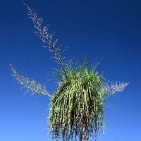 トックリランの育て方 植え付けや植え替えの時期は Greensnap グリーンスナップ