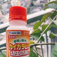 カイガラムシの駆除 対策方法 バラや多肉植物にも発生する Greensnap グリーンスナップ