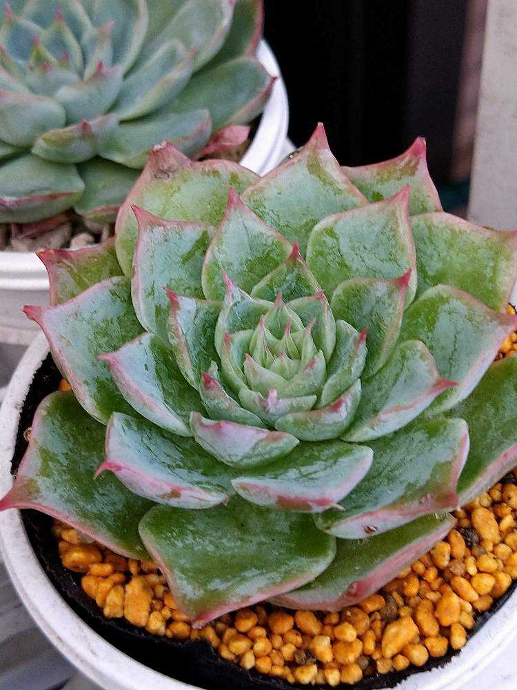 ゼロさん苗 チワワエンシスイエコラ✖シムランスラグナ