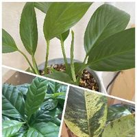 スパティフィラムの育て方 植え替えや株分けのやり方は 花が終わったら Greensnap グリーンスナップ