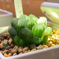 ハオルチア オブツーサ,多肉植物,ハオルチア属,オブツーサ。の画像