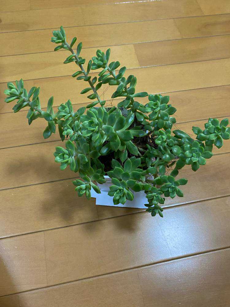 マッコスの成長記録 2025.4.6更新｜🍀GreenSnap（グリーンスナップ）