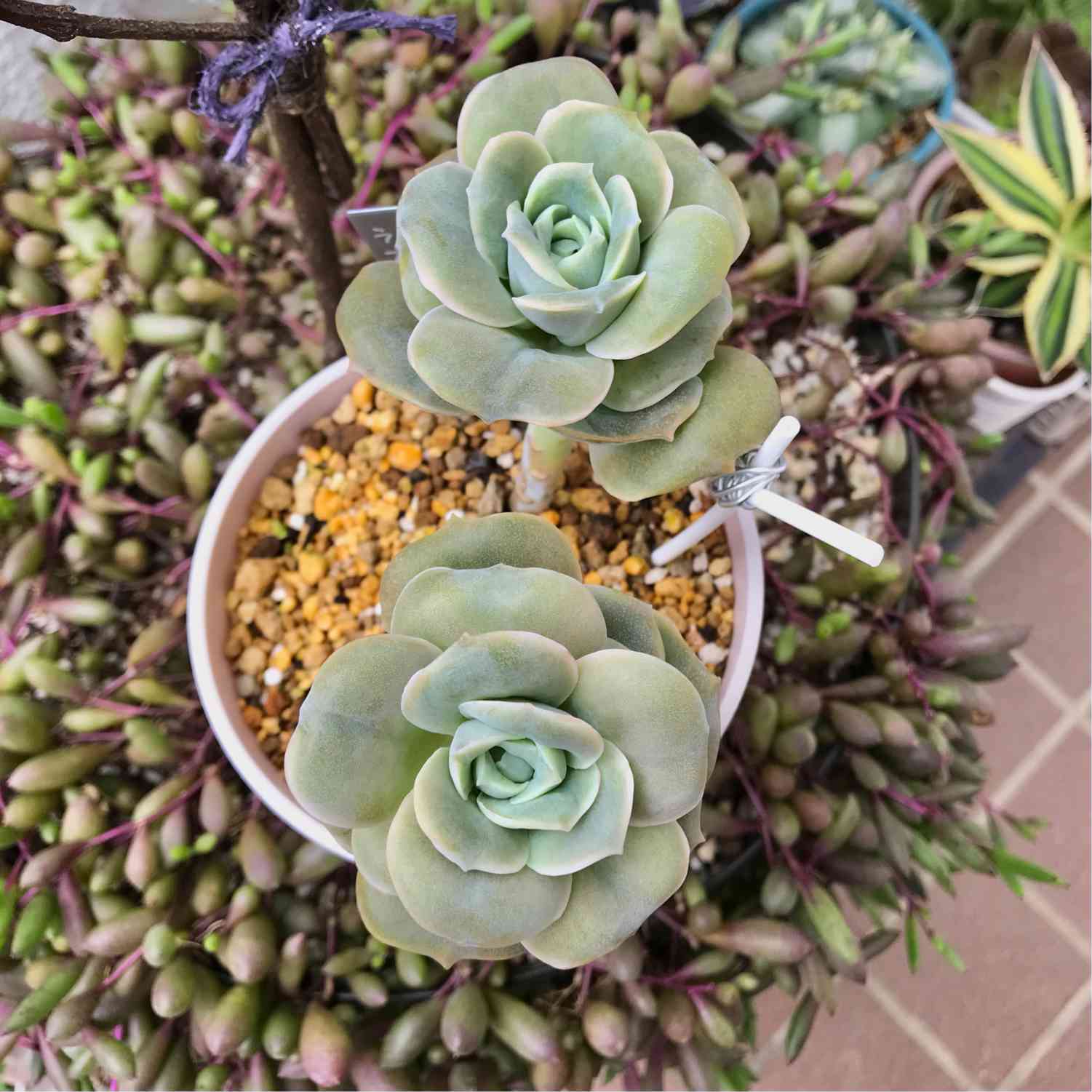 🌹ラブリーローズ🌹生長記録📝｜🍀GreenSnap（グリーンスナップ）