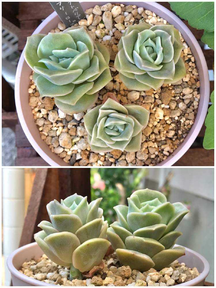 ⑤  ラブリーローズ　多肉　カット苗 ラブリーローズ エケベリア 抜き苗 | 多肉植物カット苗の通販