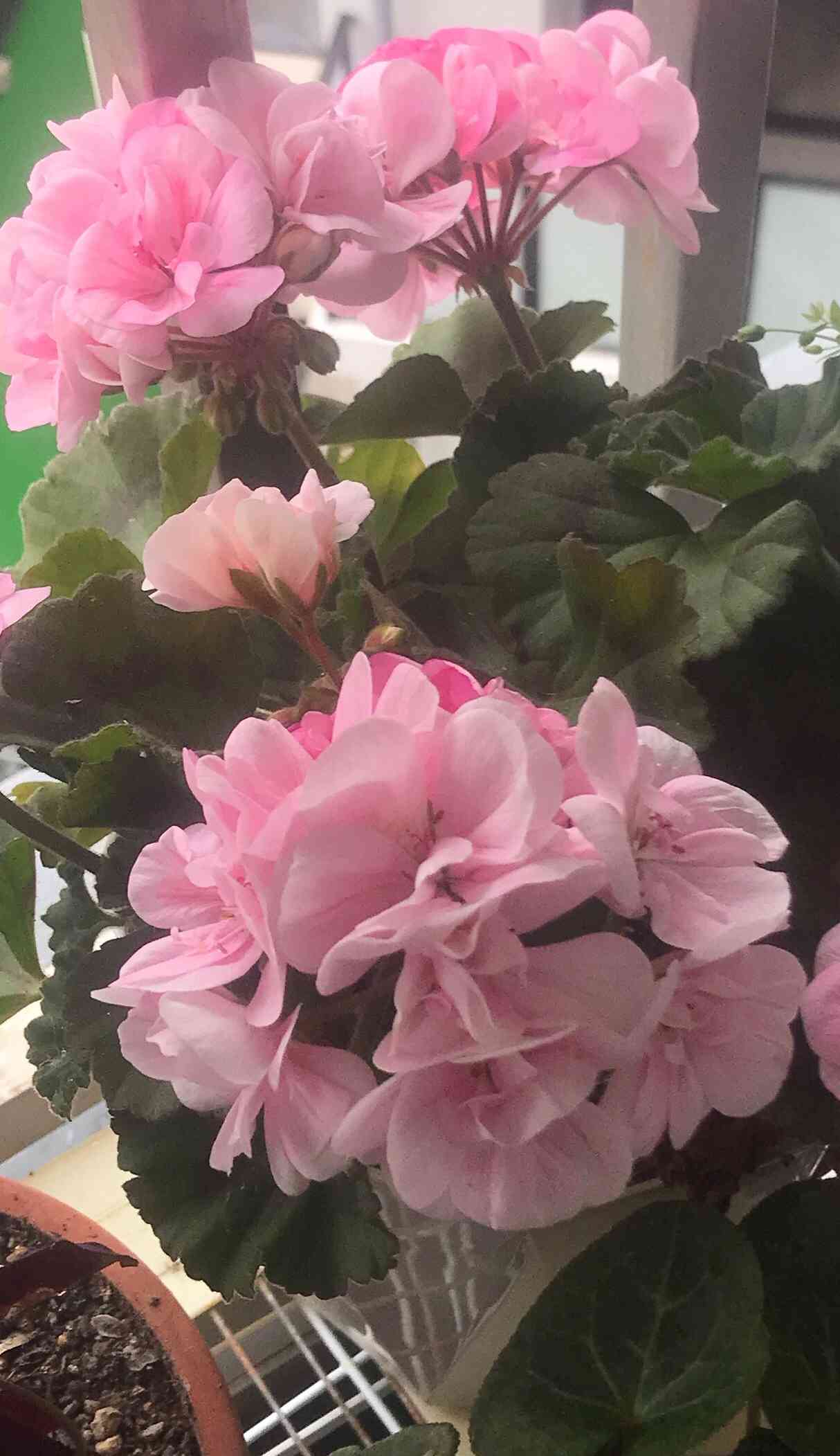 ゼラニウム ピンクタフタ｜🍀GreenSnap（グリーンスナップ）