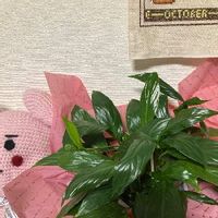 スパティフィラムの育て方 植え替えや株分けのやり方は 花が終わったら Greensnap グリーンスナップ