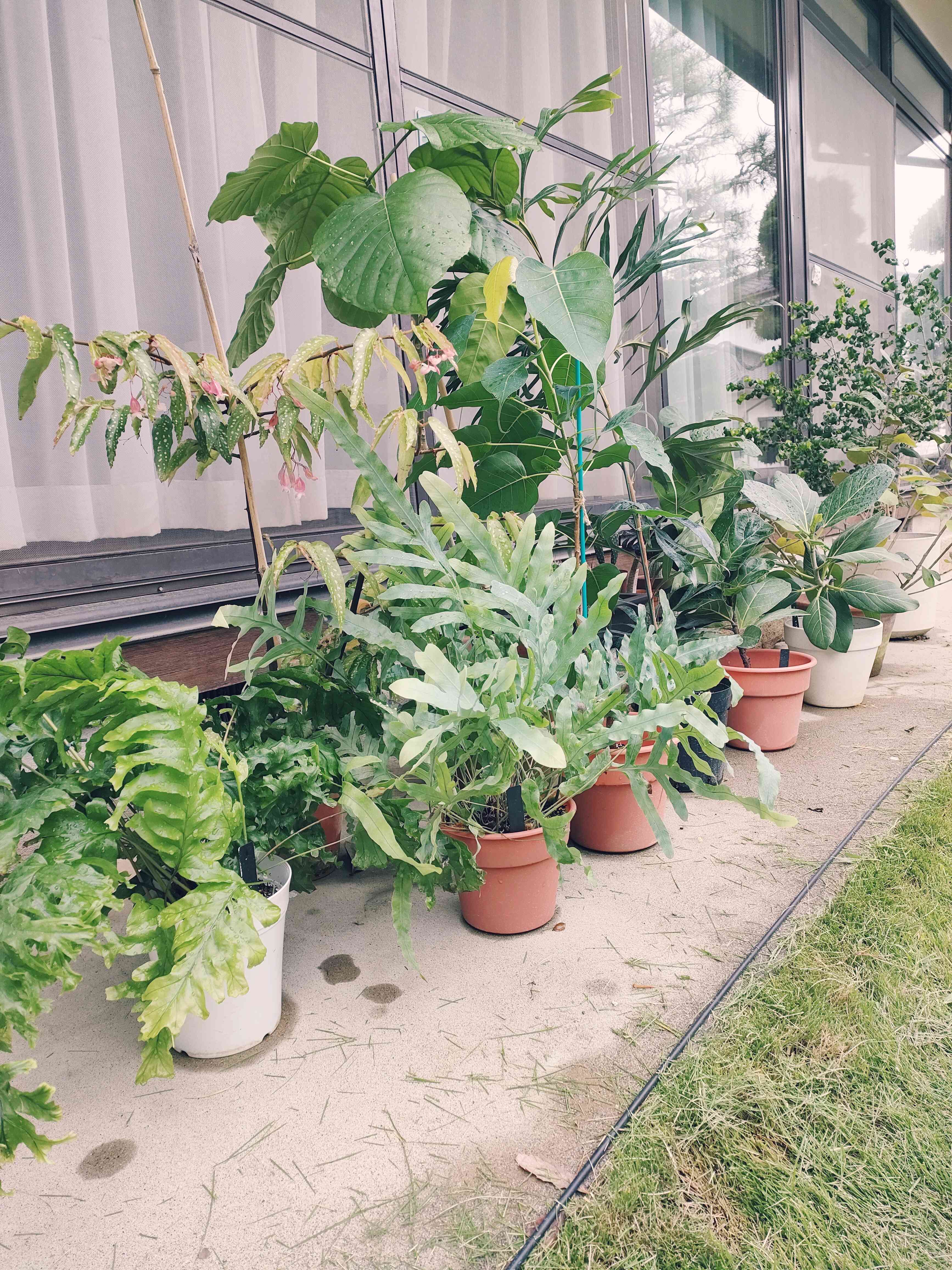 フィカス レリジオーサの一覧｜🍀GreenSnap（グリーンスナップ）