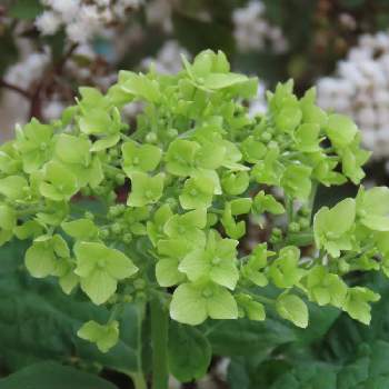 グリーンの花の一覧 Greensnap グリーンスナップ