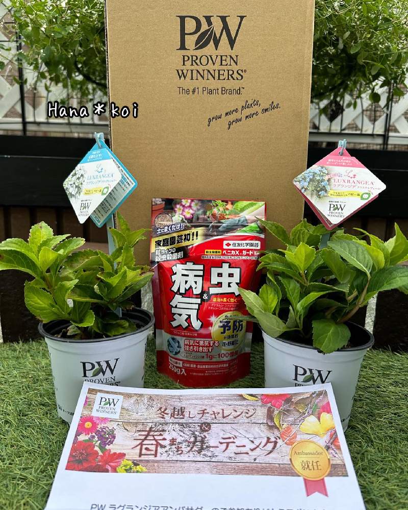 ラグランジア ブライダルシャワーの投稿画像 by Hana＊恋 gardenさん｜小さな庭と☘️Hana ＊恋 garden☘️とpw 育て