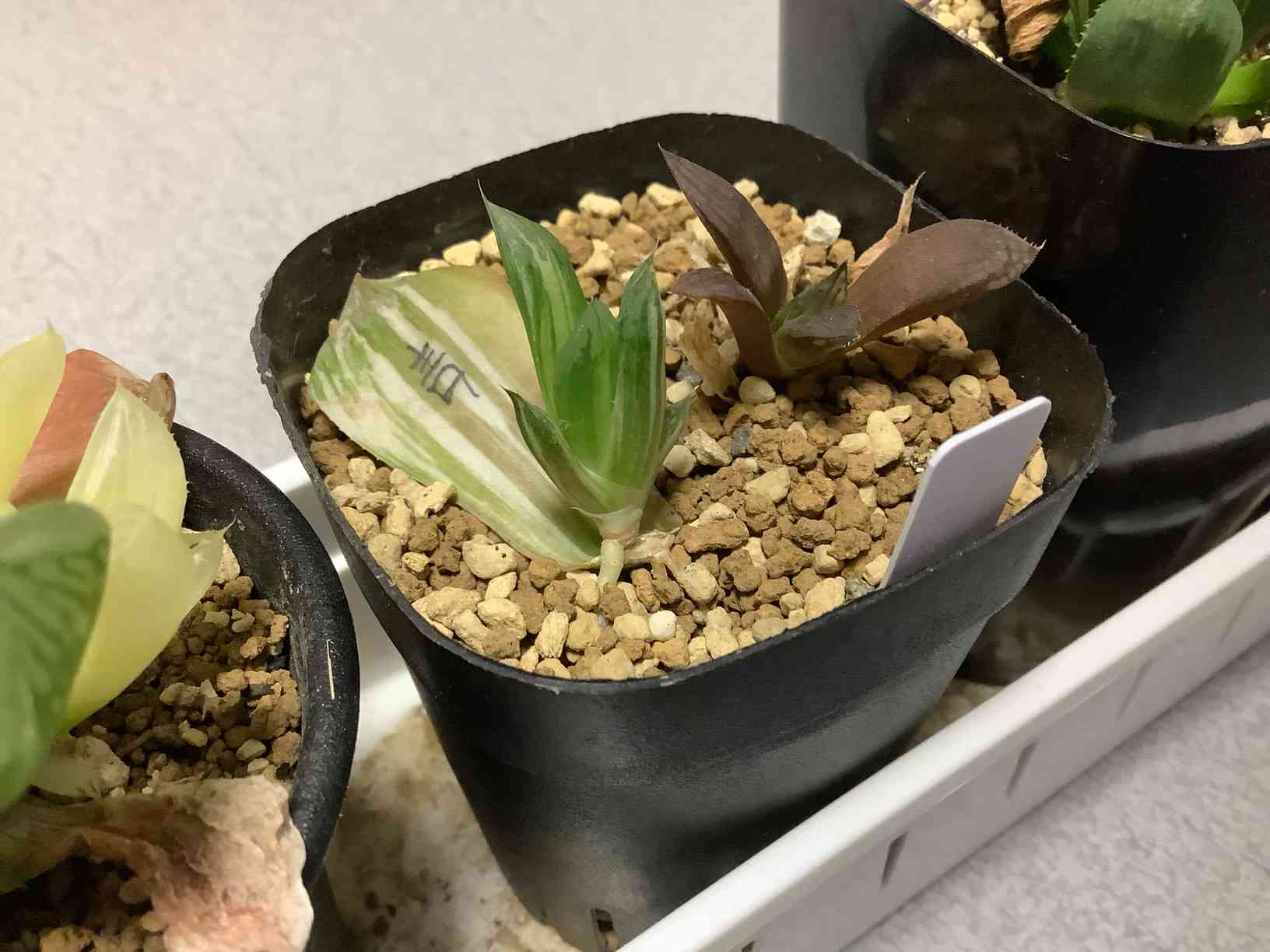 ハオルチア 青蛇伝の一覧|🍀GreenSnap(グリーンスナップ) ハオルチア 青蛇伝の一覧|🍀GreenSnap(グリーンスナップ)