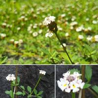 イワダレソウ,自生植物,小さく愛らしいお花♡,日本原産,初めての出会いの画像