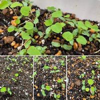 レンゲソウ 蓮華草 の育て方 庭植えのコツは どんな花が咲く Greensnap グリーンスナップ
