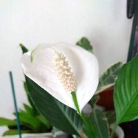 スパティフィラムの育て方 植え替えや株分けのやり方は 花が終わったら Greensnap グリーンスナップ