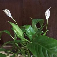 スパティフィラムの育て方 植え替えや株分けのやり方は 花が終わったら Greensnap グリーンスナップ