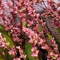 藍の花,アイ,癒し⁎ˇ◡ˇ⁎♡,き　れ　い❤,感謝の画像