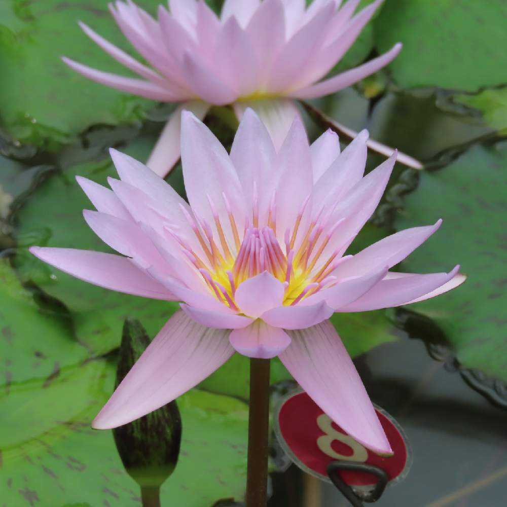 はな睡蓮(ピンク)、トンカ豆、ロイヤルアンバー、セブンゲーツ 神代植物園温室睡蓮池の品種🪷😊｜🍀GreenSnap（グリーンスナップ）