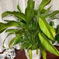 スパティフィラムの育て方 植え替えや株分けのやり方は 花が終わったら Greensnap グリーンスナップ