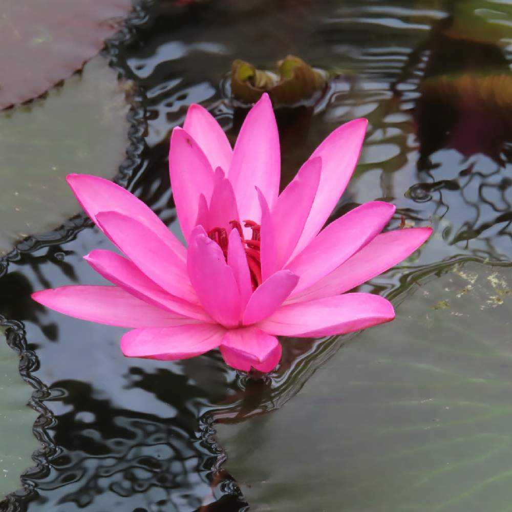 はな睡蓮(ピンク)、トンカ豆、ロイヤルアンバー、セブンゲーツ 神代植物園温室睡蓮池の品種🪷😊｜🍀GreenSnap（グリーンスナップ）