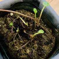 ツワブキの画像