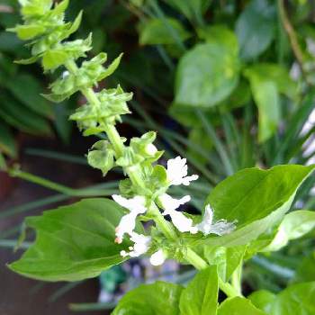 バジルの花の一覧 Greensnap グリーンスナップ