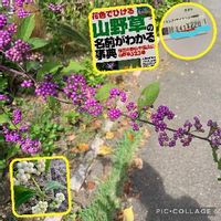 キングサリの花言葉 意味や由来は 花の特徴 種類は Greensnap グリーンスナップ