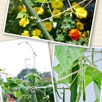 インゲン,家庭菜園,おうちde菜園,観察日記,おうち園芸の画像