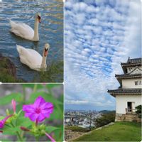 オシロイバナ,白鳥,野鳥,平和を願う,丸亀城の画像