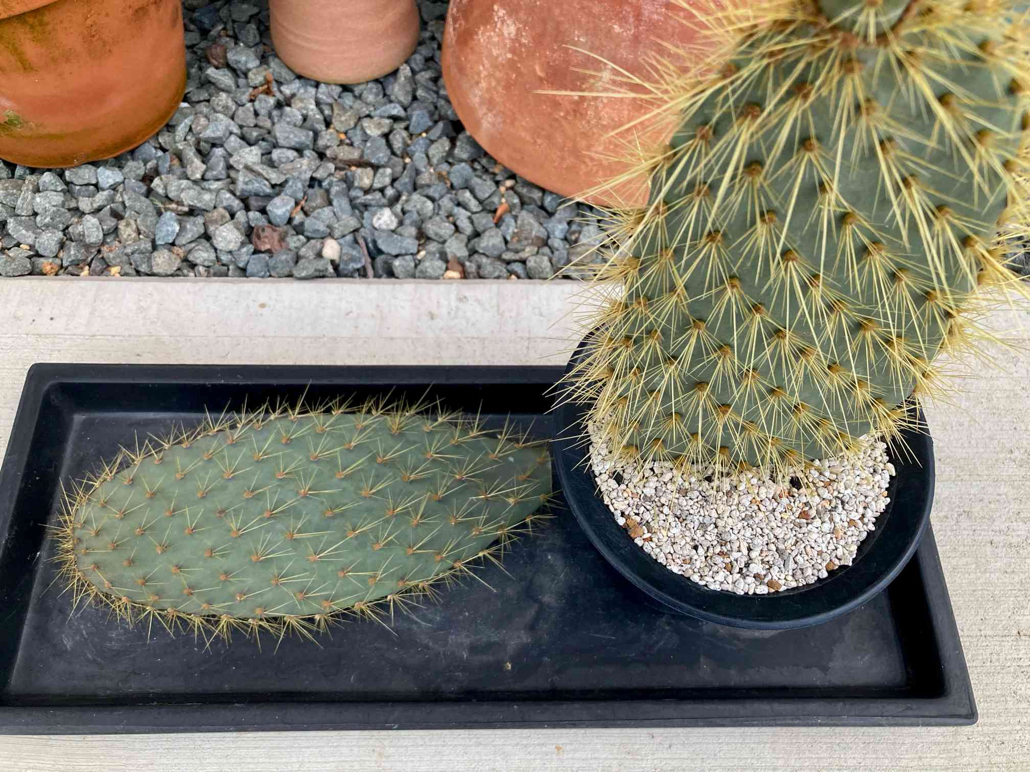 opuntia galapageia（オプンチア ガラパゲイア）の一覧