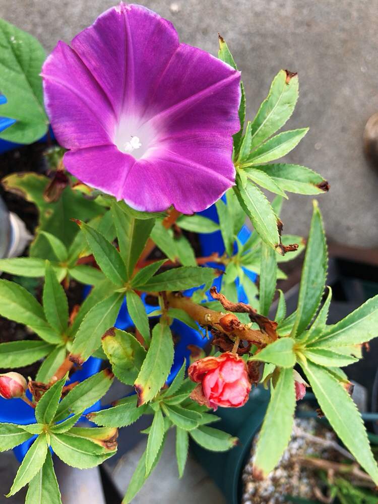 ホウセンカの投稿画像 By かげさゆさん つぼみとプランターと富山支部とアサガオとつぼみとプランターと富山支部 22月10月11日 Greensnap グリーンスナップ Greensnap グリーンスナップ