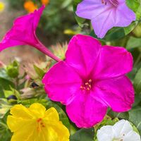 オシロイバナ,地植え,可愛い,いつもありがとう♡,種まきの画像