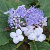 タマアジサイ,玉紫陽花 たまあじさい,玉紫陽花,No  more war,山野草の画像