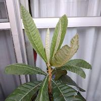 ビワ 枇杷 の育て方 苗木の植え付けや植え替えの方法 剪定や収穫の時期は Greensnap グリーンスナップ