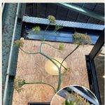 アガベ雷神の花の一覧 Greensnap グリーンスナップ