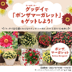 グッデイの一覧 Greensnap グリーンスナップ