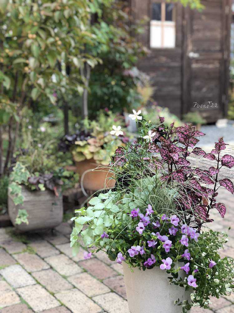 PW花苗アンバサダー2022(もみっくポット8号)寄せ植え｜🍀GreenSnap